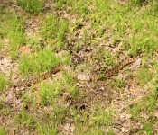 FortSnelling 2014 05 24 009